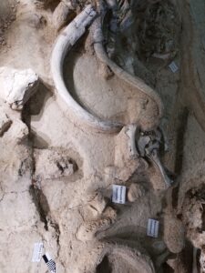 Mastodons arrived two hundred million years before Humans