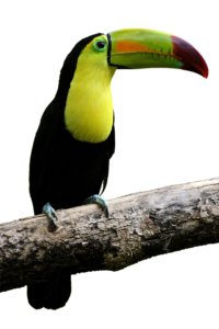 bird, parrot, toucan-2503429.jpg