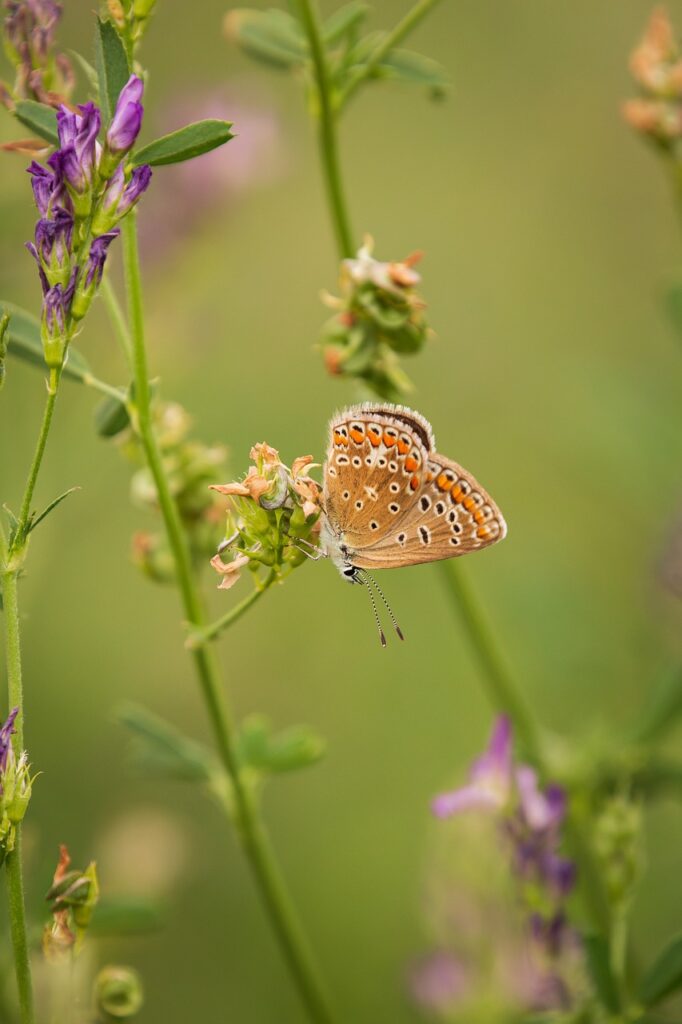 insect, flower background, beautiful flowers-8341056.jpg