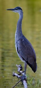 juvenile heron, waiting, blue heron-4356288.jpg