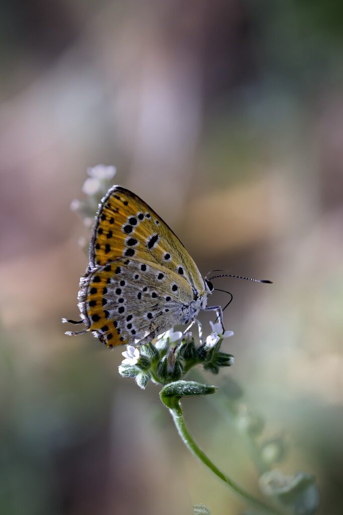 sooty copper, butterfly, beautiful flowers-8331561.jpg